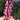 Salvia New Dimensions Rose 9cm/1.5L