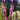 Salvia New Dimensions Rose 9cm/1.5L