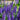 Salvia - Synchro Blue 1.5L