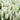 Salvia x superba 'Merleau White' 9cm