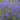 Salvia nemorosa 'Blauhügel'