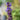 Salvia nemorosa 'New Dimension Blue'