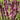 Salvia nemorosa 'New Dimension Rose'