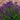 Salvia nemorosa 'Viola Klose'