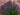 Salvia nemorosa 'Viola Klose'