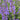 Salvia pratensis 'Rhapsody in Blue'