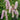 Sanguisorba 'Pink Brushes'