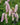 Sanguisorba 'Pink Brushes'
