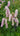 Sanguisorba 'Pink Brushes'