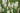 Sanguisorba canadensis