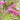 Sanguisorba obtusa