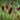 Sanguisorba officinalis 'Lum'