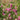 Sanguisorba officinalis 'Pink Tanna'