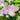Saponaria officinalis 'Rosea Plena'