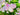Saponaria officinalis 'Rosea Plena'