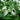 Saururus chinensis (Chinese lizards tail) - Marginal Pond Plants - MP137