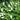 Saururus chinensis (Chinese lizards tail) - Marginal Pond Plants - MP137