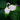Saururus chinensis (Chinese lizards tail) - Marginal Pond Plants - MP137