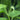 Saururus cernuus (Lizards tail) - Marginal Pond Plants - MP105