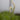 Saururus cernuus (Lizards tail) - Marginal Pond Plants - MP105