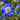 Scabiosa caucasica 'Blue Perfection'