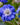 Scabiosa caucasica 'Blue Perfection'