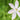 Schizostylis coccinea Alba - Marginal Pond Plants - MP108