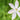 Schizostylis coccinea 'Alba' - MP108 Packs