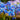 Scilla Siberica