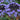 Scilla Peruviana