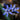 Scilla bifolia Bulb