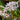 Scilla bifolia 'Rosea' Bulb
