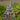 Scilla hyacinthoides 'Blue Arrow' Bulb