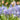 Scilla litardierei Bulb