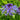 Scilla peruviana Bulb