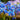 Scilla siberica Bulb