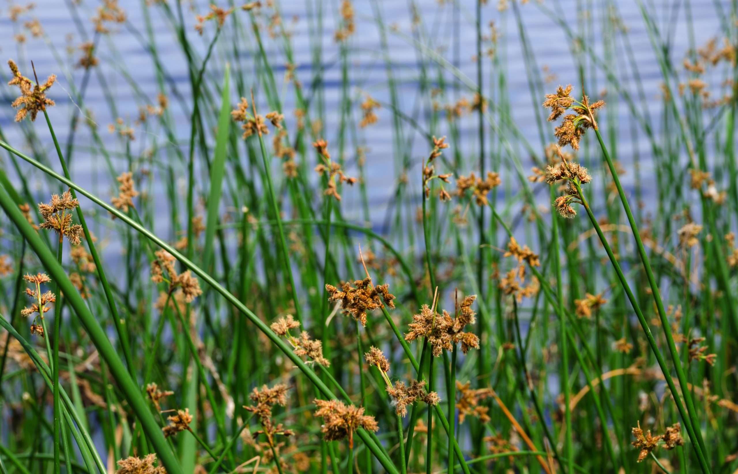 Scirpus Roylei Scirpus Lacustris - Marginal Pond Plants - MP110A – Lincspplants