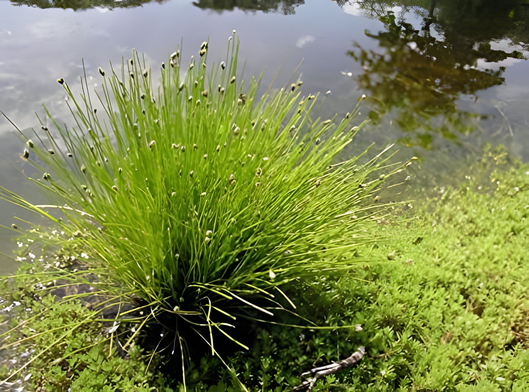 Scirpus Roylei Scirpus cernuus – Lincspplants