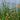 Scirpus Lacustris - Packs