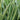 Scirpus Lacustris albescens - Marginal Pond Plants - MP110B