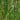 Scirpus Tabernaemontani 'Zebrinus' - MP110 Packs