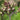 Scrophularia auriculata (Water figwort) - Marginal Pond Plants - MP111