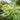 Scrophularia auriculata variegata - Marginal Pond Plants - MPA111