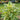 Scrophularia auriculata variegata - Marginal Pond Plants - MPA111