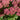 Sedum 'Herbstfreude'