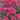 Sedum 'Red Cauli' (template)