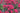 Sedum 'Red Cauli' (template)