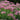 Sedum spectabile