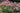 Sedum spectabile