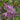 Syringa vulgaris 'Sensation' (Lilac) 2L